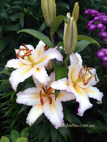 Primrose Hill - Oriental Lilium