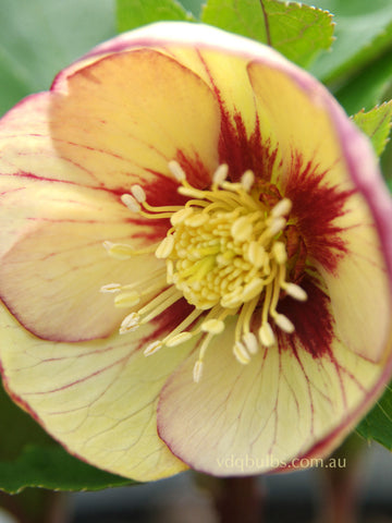 Primrose Yellow Picotee Single - Hellebore