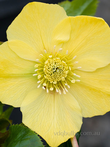 Primrose Yellow Single - Hellebore