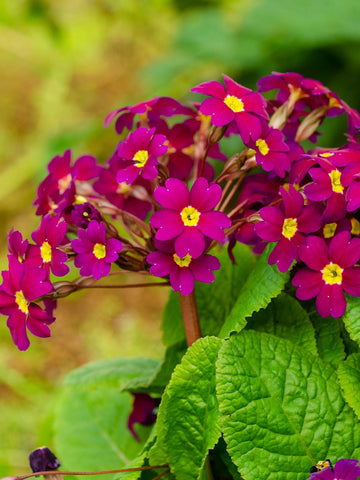 Primula juliae