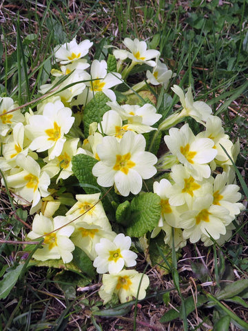 Primula vulgaris