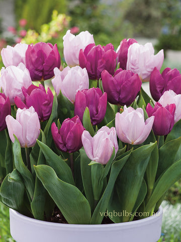 Princely Pair Duo - Tulips