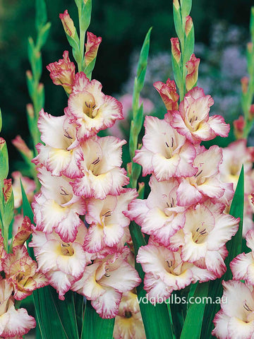 Priscilla - Gladioli