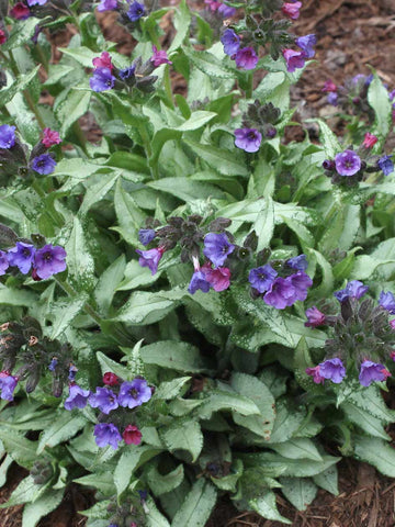 Pulmonaria 'Diana Clare'