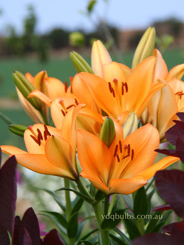 Puma - LA Hybrid Lilium