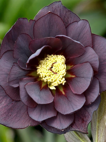 Purple Double - Hellebore