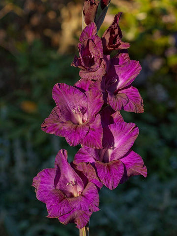 Purple Flora - Gladioli