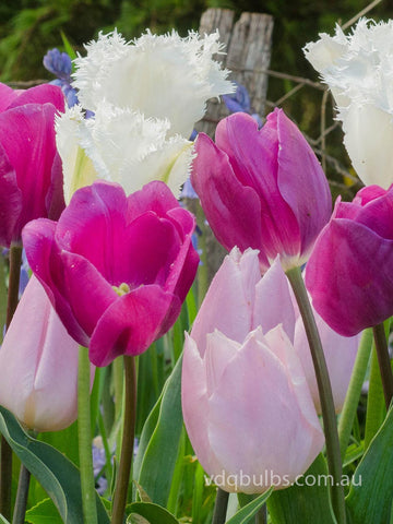 Purple Plans Blend - Tulips