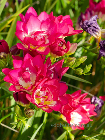 Pink Double Freesias