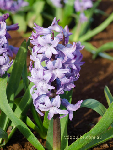 Purple Star - Hyacinth