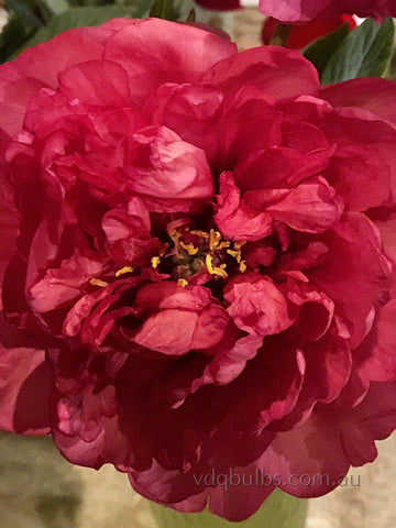 Rajah - Tree Peony