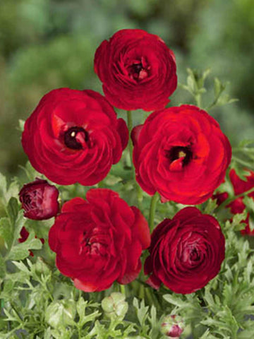 Burgundy Ranunculus