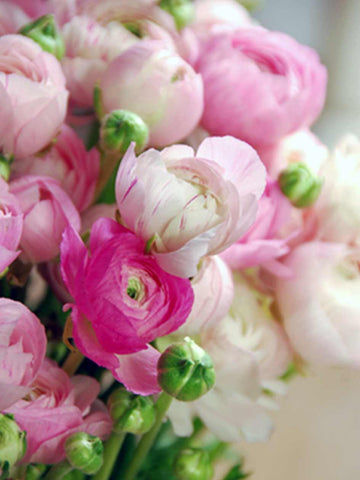 Pink Ranunculus