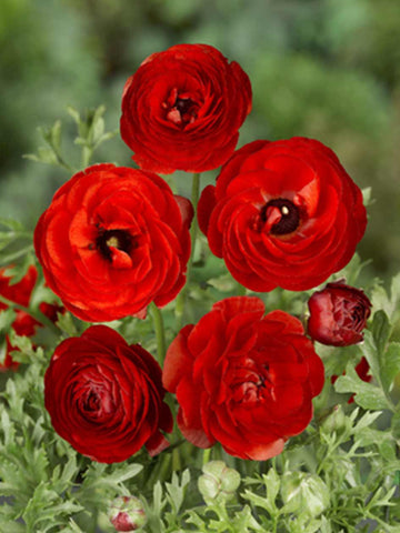 Red Ranunculus