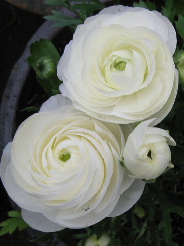 White Ranunculus