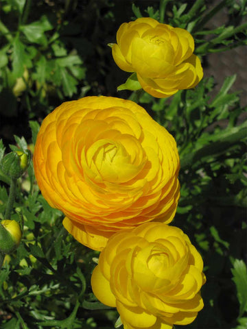 Yellow Ranunculus