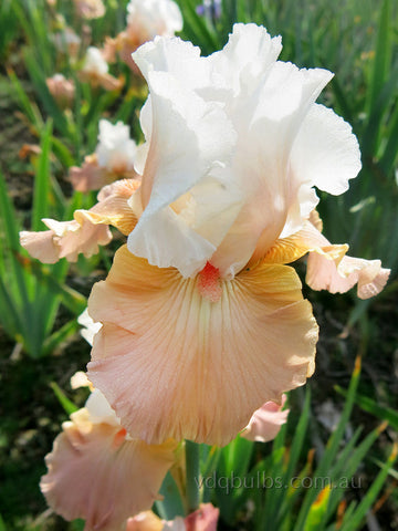 Rare Find - Bearded Iris