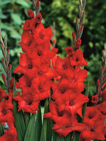 Red Balance - Gladioli