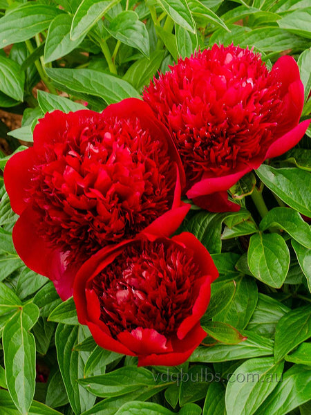 Red Charm - Herbaceous Peony