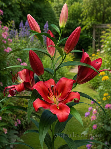 Red Desire - OT Lilium