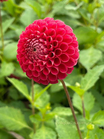 Red Pom - Dahlia