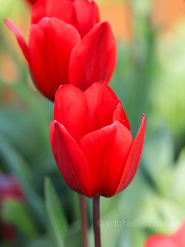 Red Rover - Tulip