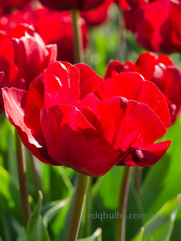 Red Saigon - Tulip