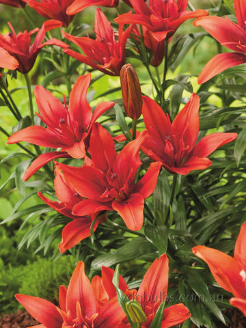 Red Twin - Double Asiatic Lilium