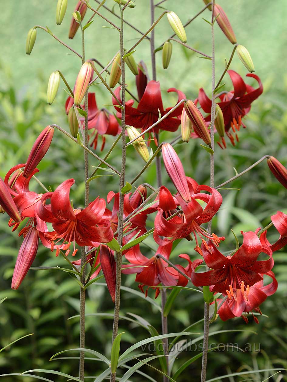 Red Velvet - Tiger Lilium | VDQ Bulbs