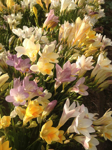 Refracta Freesia Mix