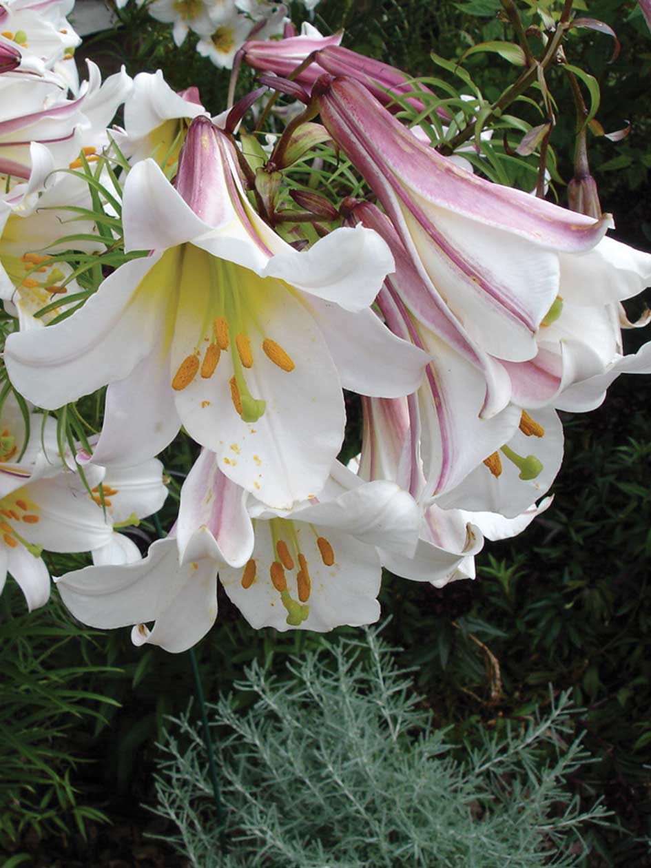 christmas lily flower Regale - Lilium