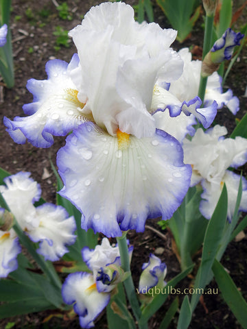 Revere - Bearded Iris