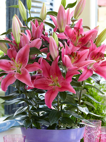 Rich Romance - Dwarf Oriental Lilium