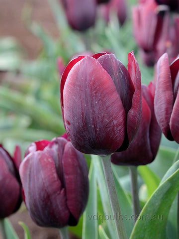 Ronaldo - Tulip