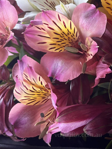 Alstroemeria 'Rose Gold'