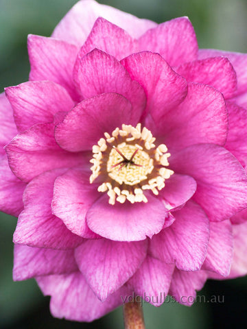 Rose Pink Double - Hellebore