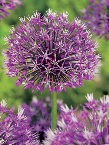 rosenbachianum - Allium