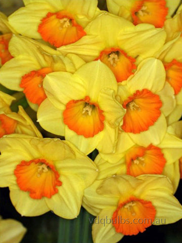 Rosslare - Daffodil