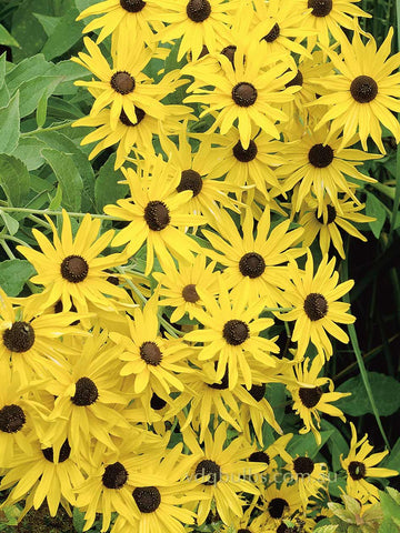 Rudbeckia subtomentosa