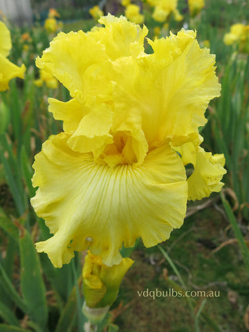 Saffron Drift - Bearded Iris