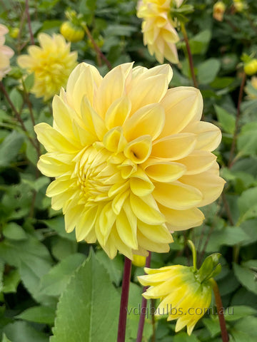 Sahara - Dahlia