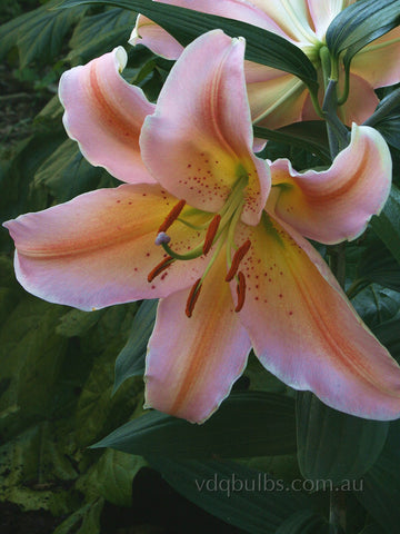 Salmon Party - Lilium