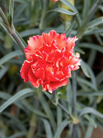 Salmon Posie - Carnation