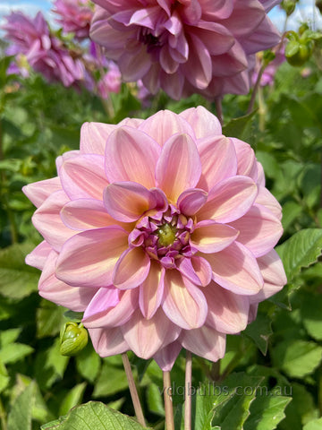 Salty - Dahlia