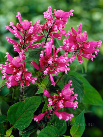 Salvia involucrata bethelii
