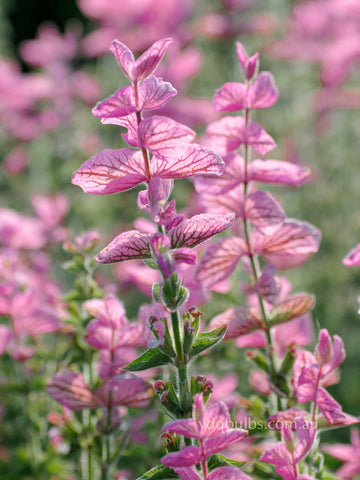 Salvia 'Pink Sundae'