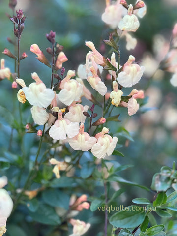 Salvia 'Pumpkin Apricot'