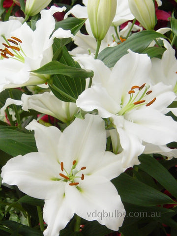 Santander - Oriental Lilium
