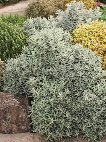 Santolina chamaecyparissus