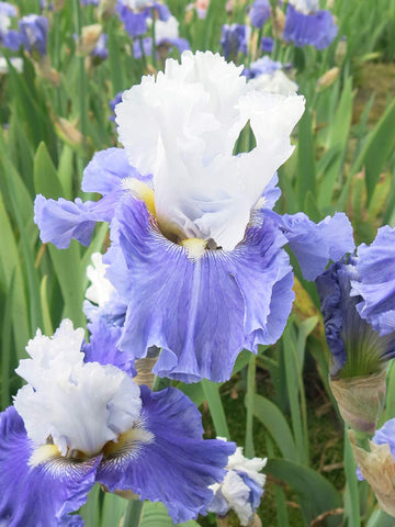 Santorini - Bearded Iris